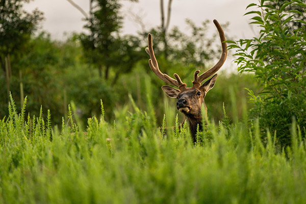 An elk (Cervus canadensis) peers over the dense vegetation near Breaks, Virginia.