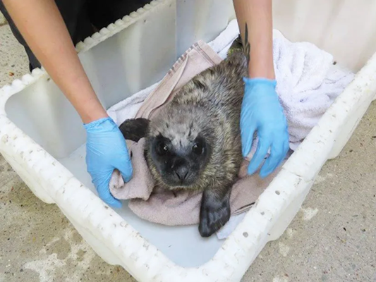 Person cleaning a seal pup